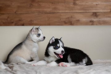 Fototapeta na wymiar Husky puppies, two months old