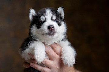 Fototapeta na wymiar Husky puppy in the hand
