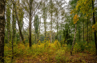Obraz premium Autumn landscape, forest in bright decoration