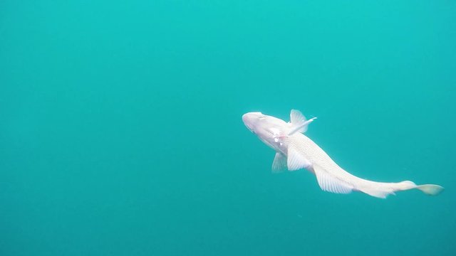 Cod fish on a hook escaping to the depth underwater fishing Norway