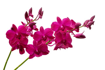 Fototapeta na wymiar Orchids isolated on white background. Clipping path