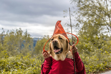 Un perro en la noche de brujas