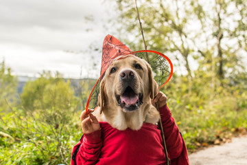 Un perro brujo en Halloween