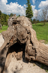 Close-up of a tree trunk of a fallen oak in mountain, Italian Alps, Trentino Alto Adige, Europe