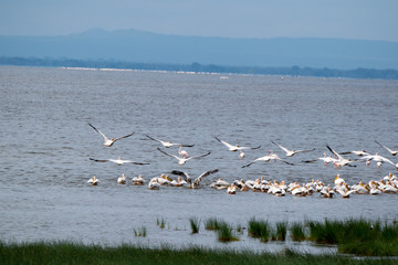 Safari Tanzania