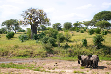 Fototapeta premium Safari Tanzania Zanzibar