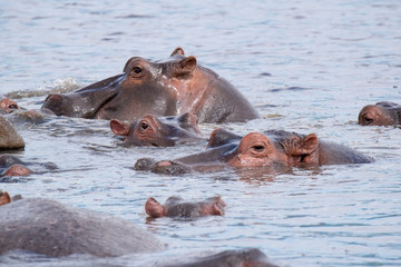 Safari Tanzania