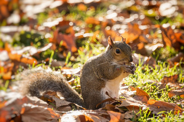 Squirrel searching food in autumn park. London, UK