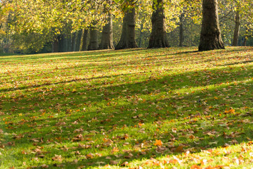 Autumn London beautiful park
