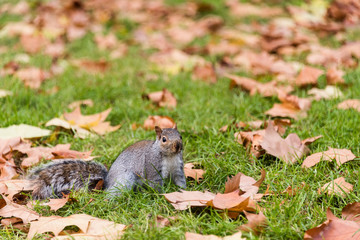 Squirrel searching food in autumn park. London, UK