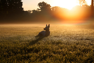 White Swiss Shepherd / Silhouette of dog in the morning fog      - 292847409