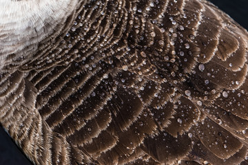 Water drops on a duck feathers