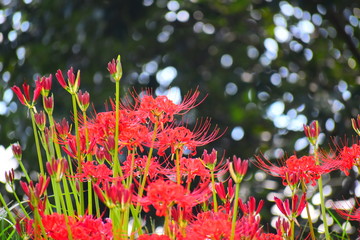 ヒガンバナ群生