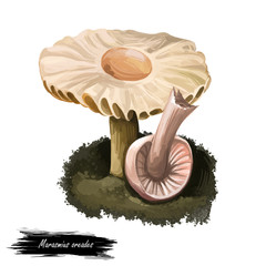 Marasmius oreades digital art illustration. Scotch bonnet biodiversity, fairy ring champignon realistic drawing, watercolor print of fungus. Fungi ingredient isolated design of plant growing on ground