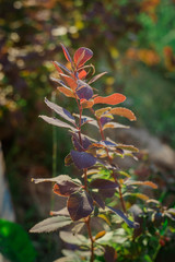 Multicolored flowers in the garden, in the country, in the garden