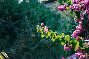 Fototapeta na wymiar Beautiful flowers tree in a green nature garden background