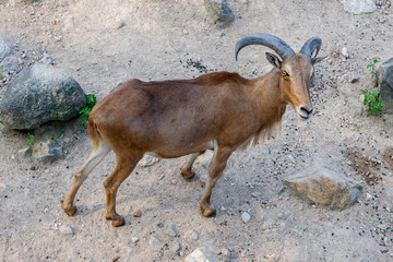 Deer in the zoo of Thailand