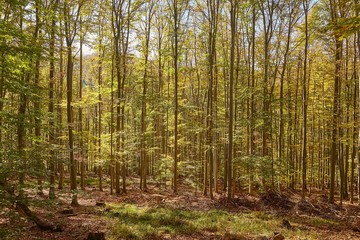 Obraz premium Forest with colorful autumn leaves