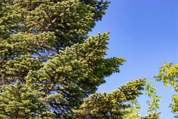 Tree and leafs in beautiful green nature garden, natural color background