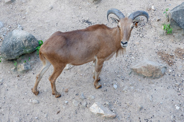 Deer in the zoo of Thailand