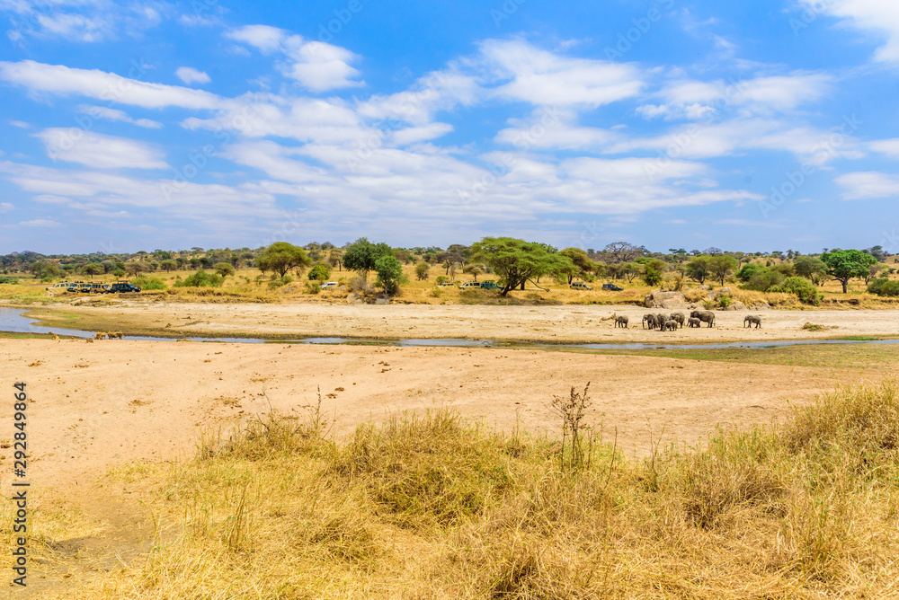 Wall mural Family of elephants and lions at waterhole in Tarangire national park, Tanzania - Safari in Africa