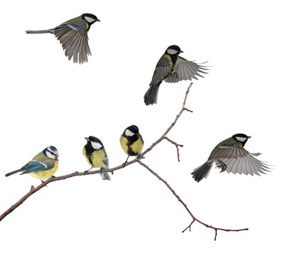 isolated six tits on tree branch