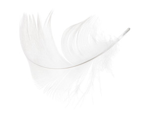 fine light feather curl isolated on white