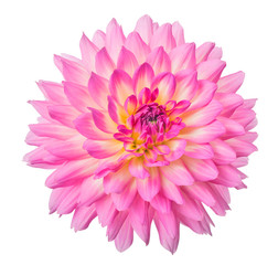 light pink dahlia bloom isolated on white
