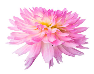 Obraz premium light pink dahlia bloom on white
