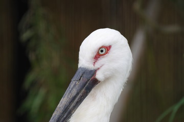 Obraz premium コウノトリ