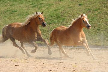 Haflinger horses gallop at full speed across the field with fluttering white manes