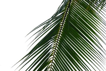 Obraz premium Coconut leaves with branches on white isolated background for green foliage backdrop 