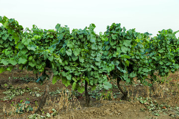 Fototapeta na wymiar Growing young vineyard
