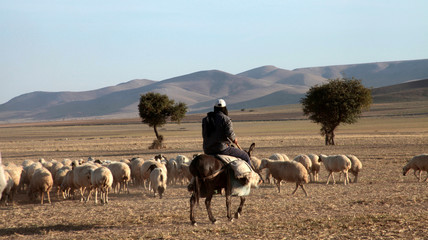 grazing sheep herd and shepherd