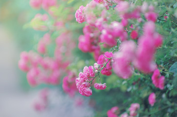 Pink Roses on a bush in a garden on natural background.