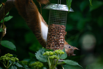 Red squirrel eating nuts from a birdfeeder