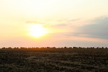 Field and beautiful sunset
