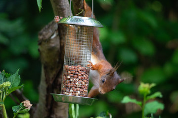 Red squirrel eating nuts from a birdfeeder