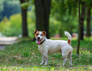 jack russel on spring forest