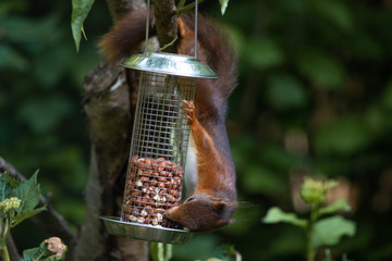Red squirrel eating nuts from a birdfeeder