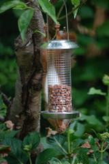 Red squirrel eating nuts from a birdfeeder