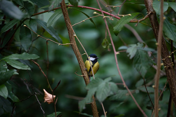 Aurora Borealis in Banff national park