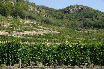 Fototapeta na wymiar interesting way of growing grapes on the steep hills of the Cotes du Rhone in France