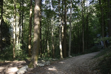 Chemin en foret