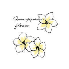 Frangipani flower isolated ink sketches hand drawn