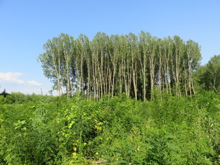 Fototapeta premium View of the forest in the swamp