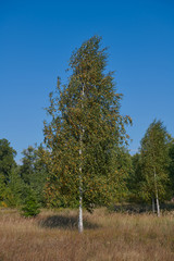 Obraz premium Beautiful birch in autumn against clear blue sky. Tree with multicolored leaves in windy weather. Forest-steppe area.