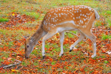 Promenade dans les bois