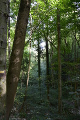 Fototapeta premium foret mystérieuse