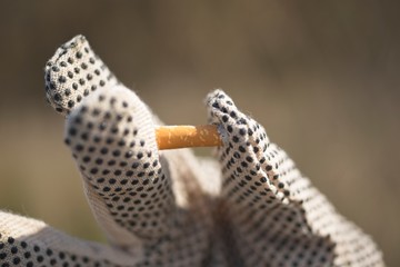 Collection of cigarette butts by volonteers